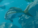 Fish gta 6