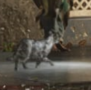 Cat gta 6