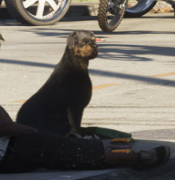 Rotweiler gta 6