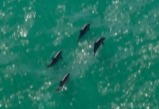 Dolphin gta 6
