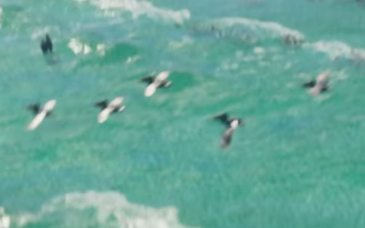 Pelican gta 6