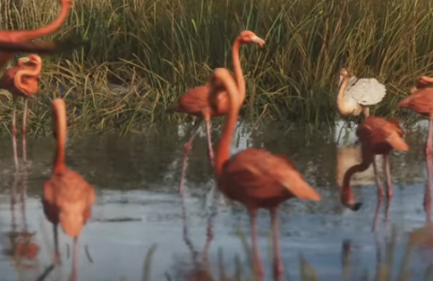 Flamingo gta 6