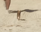 Chihuahua gta 6