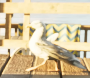 Seagull gta 6
