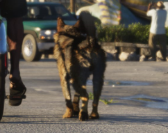 German Shepherd gta 6