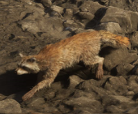 Raccoon gta 6
