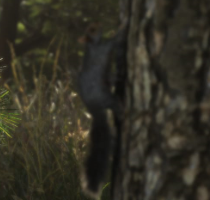 Squirrel gta 6